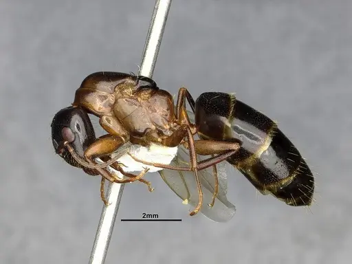Camponotus nearcticus - CASENT0650182
