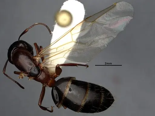 Camponotus nearcticus - CASENT0650182