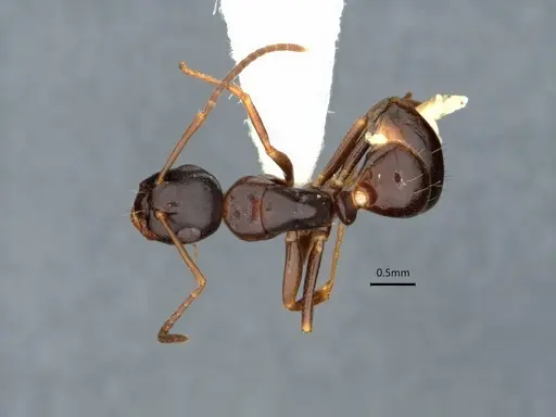 Camponotus nearcticus - CASENT0882057