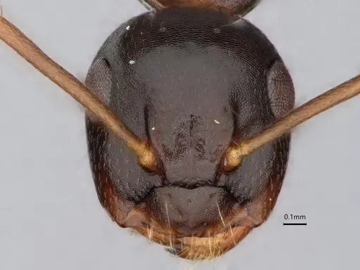 Camponotus nearcticus - CASENT0882057