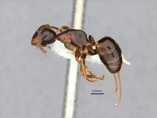 Camponotus nearcticus - CASENT0882057