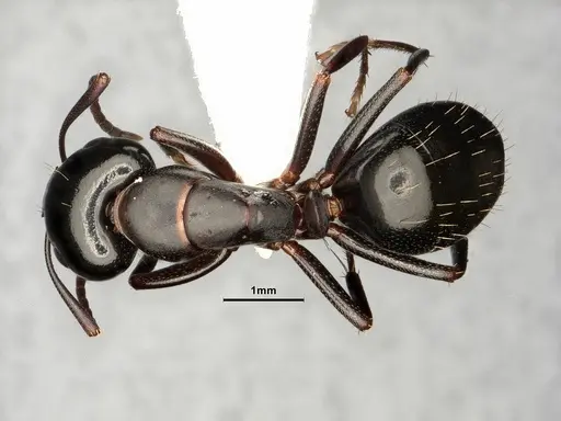 Camponotus nearcticus - CASENT0884314