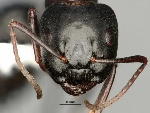 Camponotus nearcticus - CASENT0884314