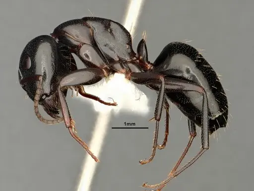 Camponotus nearcticus - CASENT0884314