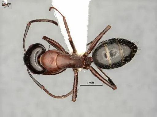 Camponotus nearcticus - CASENT0884315