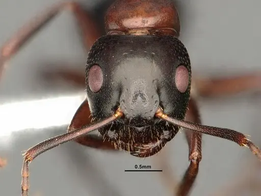 Camponotus nearcticus - CASENT0884315