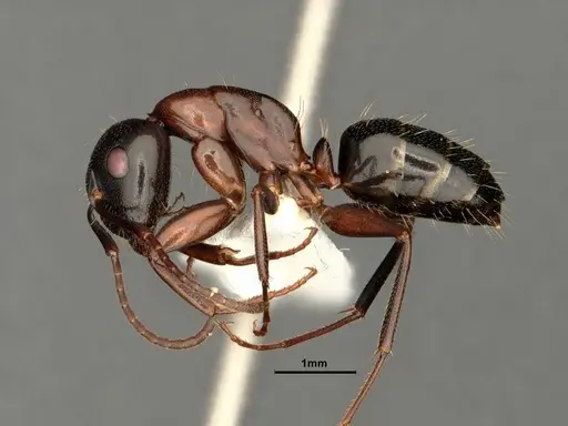 Camponotus nearcticus - CASENT0884315