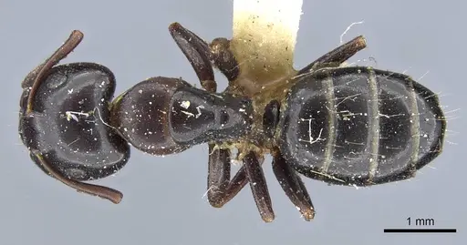 Camponotus nearcticus - CASENT0905401