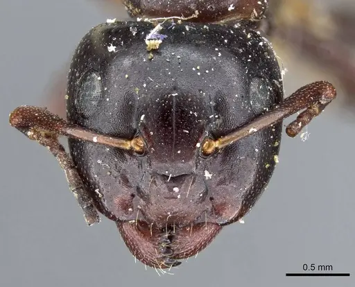 Camponotus nearcticus - CASENT0905401