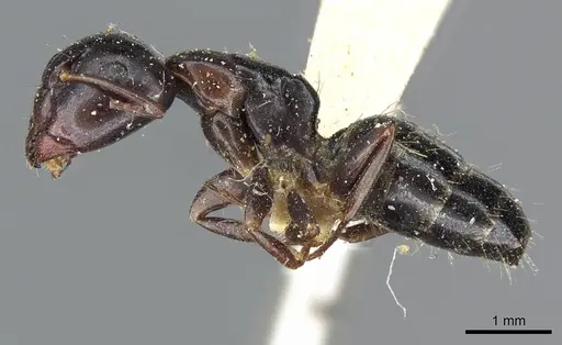 Camponotus nearcticus - CASENT0905401