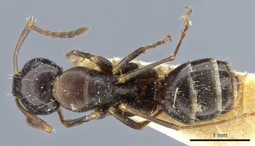 Camponotus nearcticus - CASENT0905402