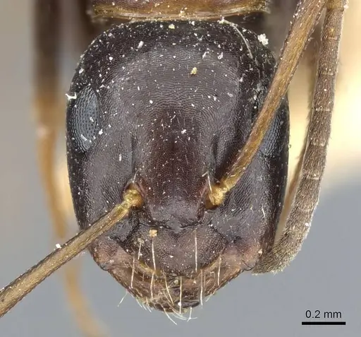 Camponotus nearcticus - CASENT0905402
