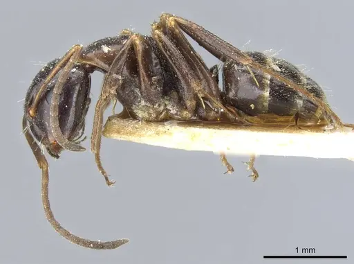 Camponotus nearcticus - CASENT0905402