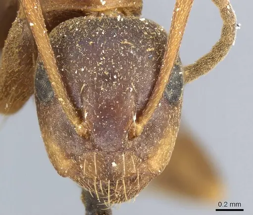 Camponotus nearcticus - CASENT0905403
