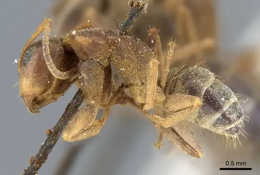 Camponotus nearcticus - CASENT0905403