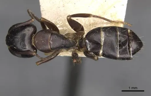 Camponotus nearcticus - CASENT0910417