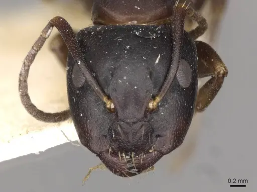 Camponotus nearcticus - CASENT0910417