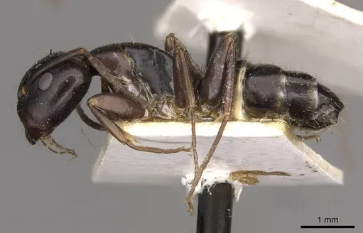 Camponotus nearcticus - CASENT0910417