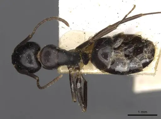 Camponotus nearcticus - CASENT0910418