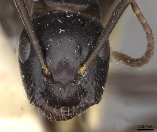 Camponotus nearcticus - CASENT0910418