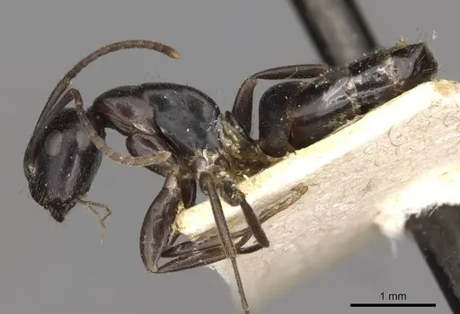 Camponotus nearcticus - CASENT0910418