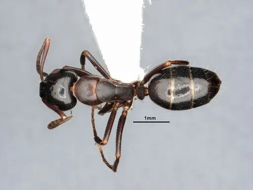 Camponotus nearcticus - CASENT4031302