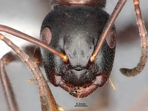Camponotus nearcticus - CASENT4031302