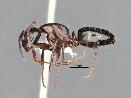 Camponotus nearcticus - CASENT4031302