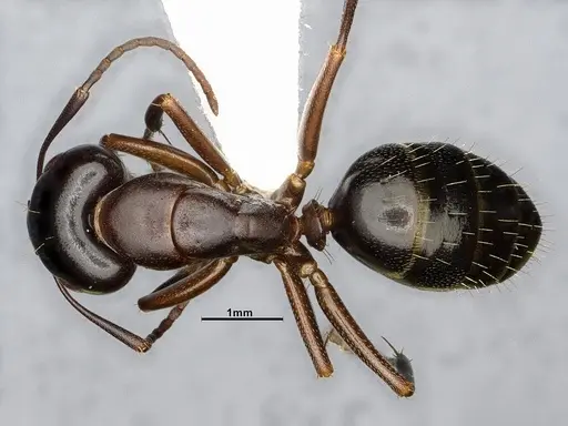Camponotus nearcticus - CASENT4031637