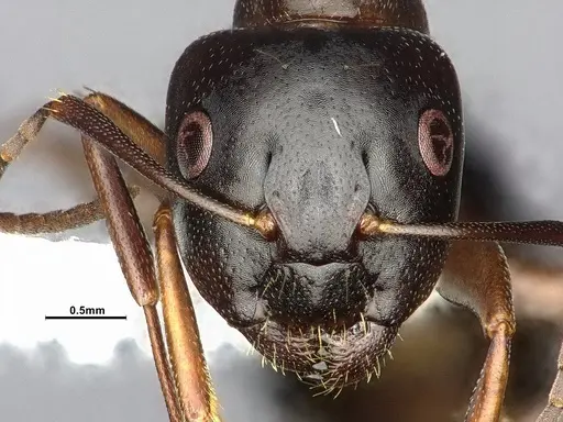 Camponotus nearcticus - CASENT4031637