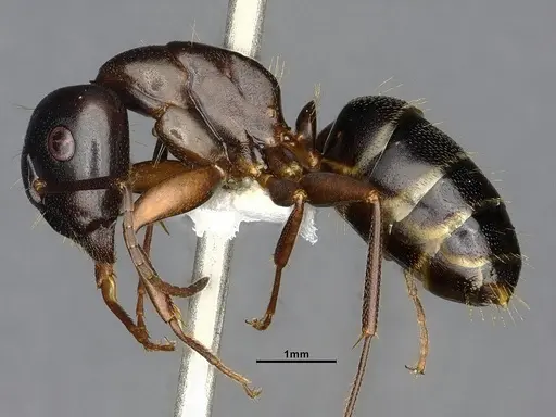 Camponotus nearcticus - CASENT4031637