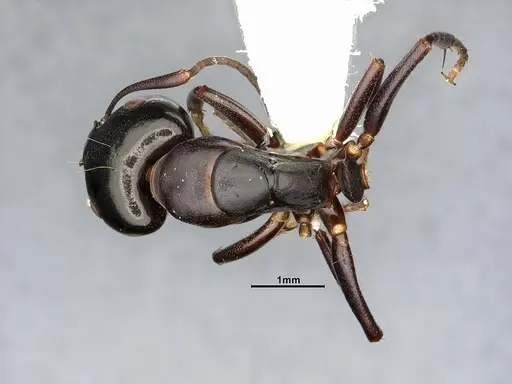 Camponotus nearcticus - CASENT4031638