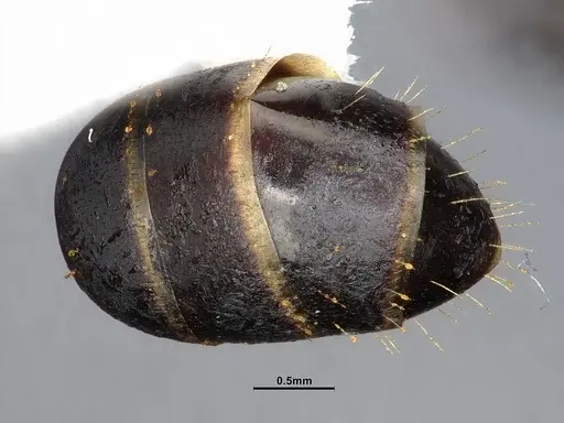 Camponotus nearcticus - CASENT4031638