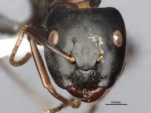Camponotus nearcticus - CASENT4031638