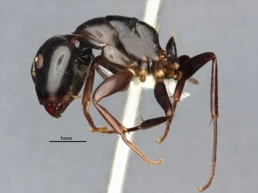 Camponotus nearcticus - CASENT4031638