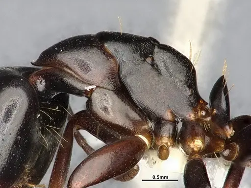 Camponotus nearcticus - CASENT4031638