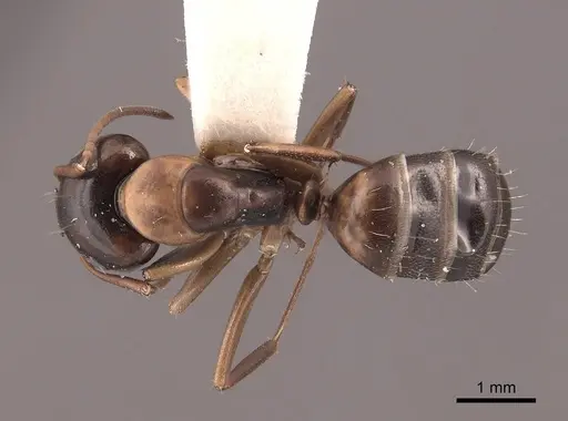 Camponotus nearcticus - FMNHINS0000045827