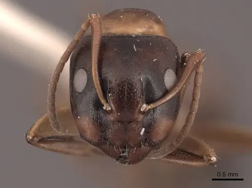 Camponotus nearcticus - FMNHINS0000045827