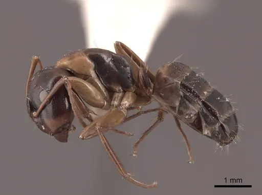 Camponotus nearcticus - FMNHINS0000045827