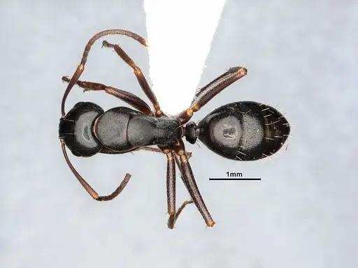 Camponotus nearcticus - MEM238117