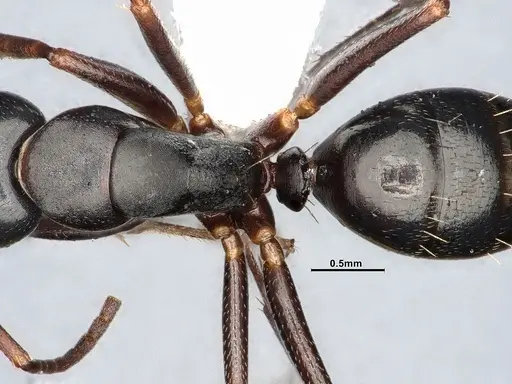Camponotus nearcticus - MEM238117