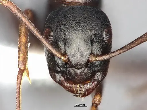 Camponotus nearcticus - MEM238117
