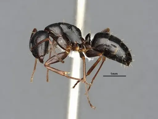 Camponotus nearcticus - MEM238117