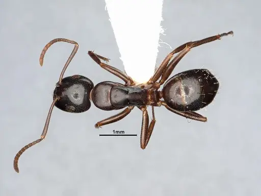 Camponotus nearcticus - MEM251450