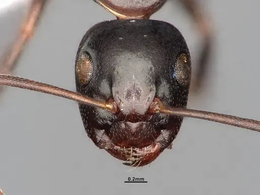 Camponotus nearcticus - MEM251450