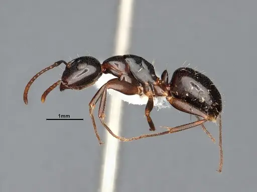 Camponotus nearcticus - MEM251450