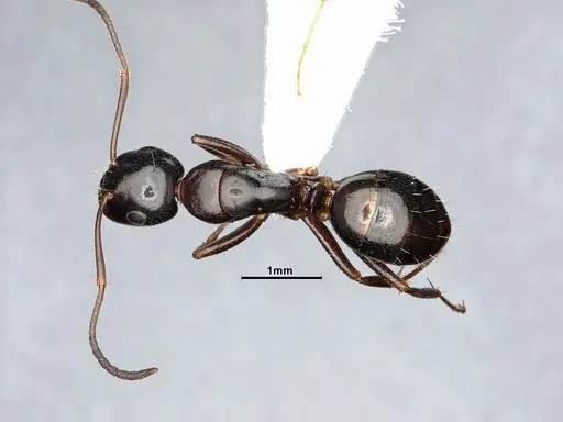 Camponotus nearcticus - MEM288556