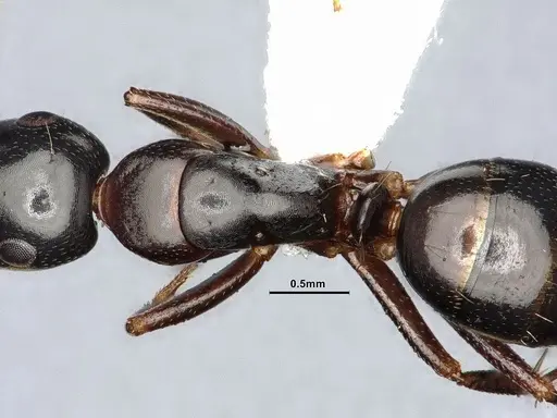 Camponotus nearcticus - MEM288556
