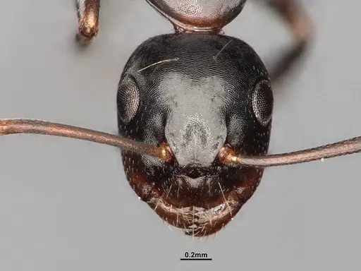 Camponotus nearcticus - MEM288556
