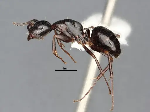 Camponotus nearcticus - MEM288556
